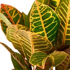 Planta Natural Croton Variegata Vaso 17 Boa Vista
