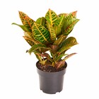 Planta Natural Croton Variegata Vaso 17 Boa Vista