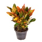 Planta Natural Croton Variegata Vaso 24 Boa Vista
