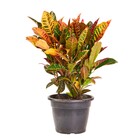 Planta Natural Croton Variegata Vaso 24 Boa Vista