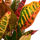 Planta Natural Croton Variegata Vaso 24 Boa Vista