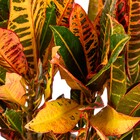 Planta Natural Croton Variegata Vaso 24 Boa Vista
