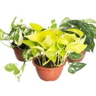 Planta Natural Cuia 13 Velling