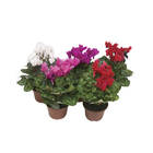 Planta Natural Cyclamen mini pt 13