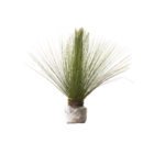 Planta Natural Dasylirium Longissimum Manaka