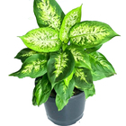 Planta Natural Diefenbachia pt 19