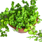 Planta Natural Dinheiro em penca c21