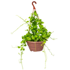 Planta Natural Dischidia Cuia 21 Velling