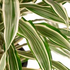 Planta Natural Dracena Branca Vaso 24 Boa Vista