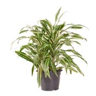Planta Natural Dracena Branca Vaso 24 Boa Vista