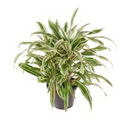 Planta Natural Dracena Branca Vaso 24 Boa Vista