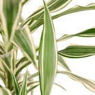 Planta Natural Dracena Branca Vaso 27 Boa Vista