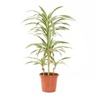 Planta Natural Dracena Branca Vaso 27 Boa Vista