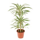 Planta Natural Dracena Branca Vaso 27 Boa Vista