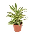 Planta Natural Dracena Limão Vaso 17 Boa Vista