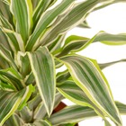 Planta Natural Dracena Limão Vaso 17 Boa Vista