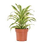 Planta Natural Dracena Limão Vaso 17 Boa Vista