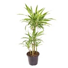 Planta Natural Dracena Limão Vaso 27 Boa Vista
