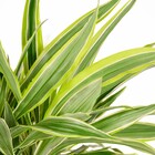 Planta Natural Dracena Limão Vaso 27 Boa Vista