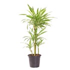 Planta Natural Dracena Limão Vaso 27 Boa Vista