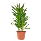 Planta Natural Dracena Poá Vaso 24 Boa Vista