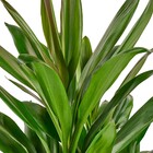 Planta Natural Dracena Poá Vaso 24 Boa Vista