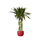 Planta Natural Dracena Sanderiana Manaka