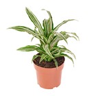 Planta Natural Dracena Variegata Vaso 17 Boa Vista