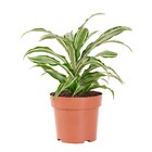 Planta Natural Dracena Variegata Vaso 17 Boa Vista