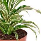 Planta Natural Dracena Variegata Vaso 17 Boa Vista