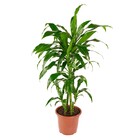 Planta Natural Dracena Verde Vaso 27 Boa Vista