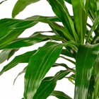 Planta Natural Dracena Verde Vaso 27 Boa Vista
