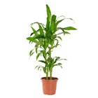 Planta Natural Dracena Verde Vaso 27 Boa Vista