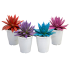 Planta Natural Echeveria Colours Pote 11 Velling