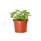 Planta Natural Erva Cidreira PT15 Veiling