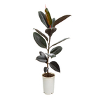 Planta Natural Ficus Burbunguy Pote 17 Velling