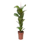 Planta Natural Ficus Cloe Pote 17 Velling