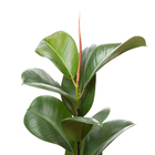 Planta Natural Ficus Cloe Pote 17 Velling