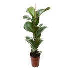 Planta Natural Ficus Cloe Pote 17 Velling