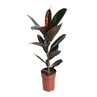 Planta Natural Ficus Elastica Pote 17 Velling