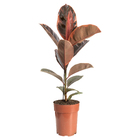 Planta Natural Ficus Ruby Pote 17 Velling