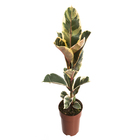 Planta Natural Ficus Tineky Pote 17 Velling