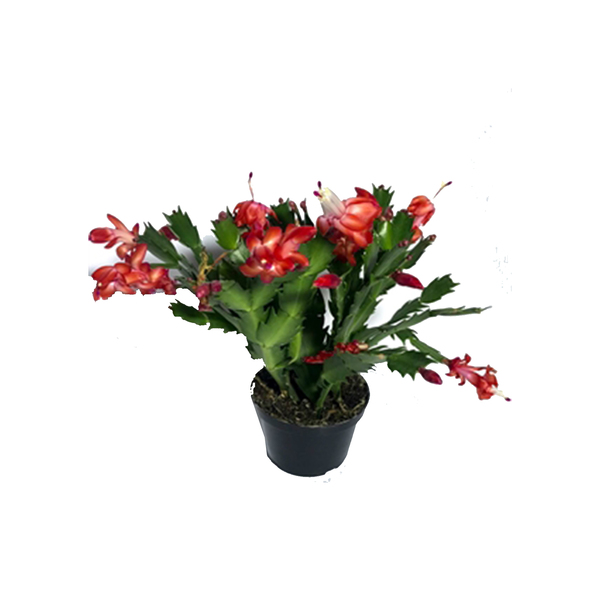 Planta Natural Flor de maio pt 11