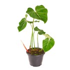 Planta Natural Glorioso Vaso 17 Boa Vista