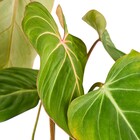 Planta Natural Glorioso Vaso 17 Boa Vista