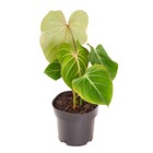 Planta Natural Glorioso Vaso 17 Boa Vista