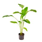 Planta Natural Helicônia Bihai Boa Vista