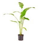 Planta Natural Helicônia Bihai Boa Vista