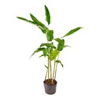 Planta Natural Helicônia Rostrata Boa Vista