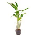 Planta Natural Helicônia Rostrata Boa Vista